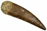 Fossil Plesiosaur (Zarafasaura) Tooth - Morocco #369988-1